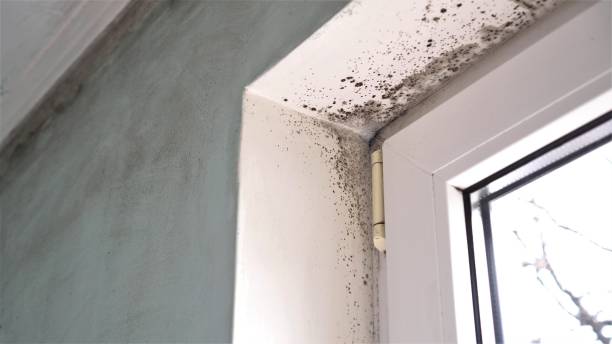 Mold Removal for HVAC Installations in Newberry, FL