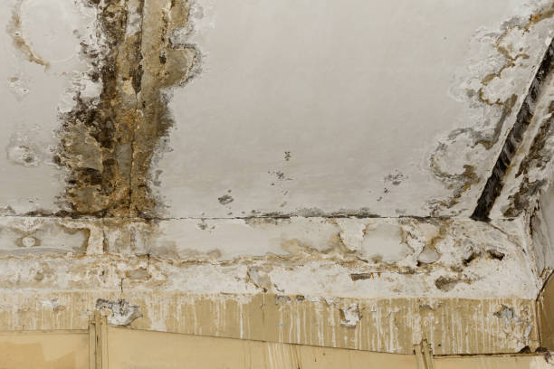 Biohazard Mold Removal in Newberry, FL