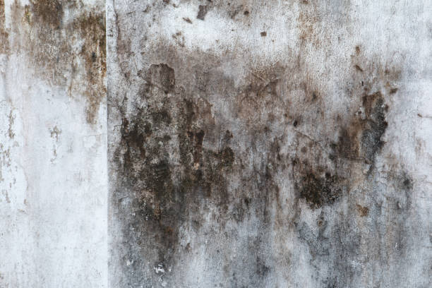 Best Water Damage & Mold Remediation  in Newberry, FL