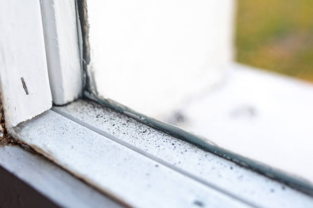 Best Emergency Mold Remediation  in Newberry, FL