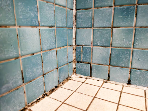 Best Mold Documentation for Insurance Claims  in Newberry, FL