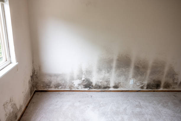Best Mold Damage Restoration  in Newberry, FL