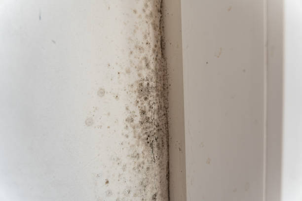 Best Biohazard Mold Removal  in Newberry, FL