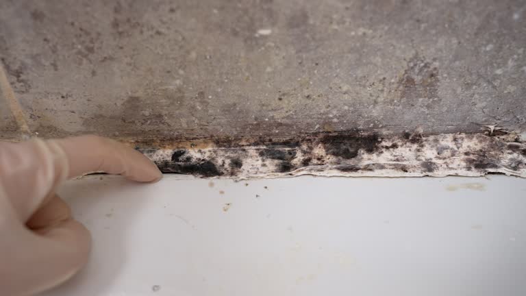 Best Real Estate Mold Inspection  in Newberry, FL